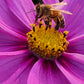 Raw Unfiltered Amish Honey 12 oz