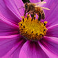 Raw Unfiltered Amish Honey 24oz