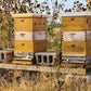 Raw Unfiltered Amish Honey 24oz