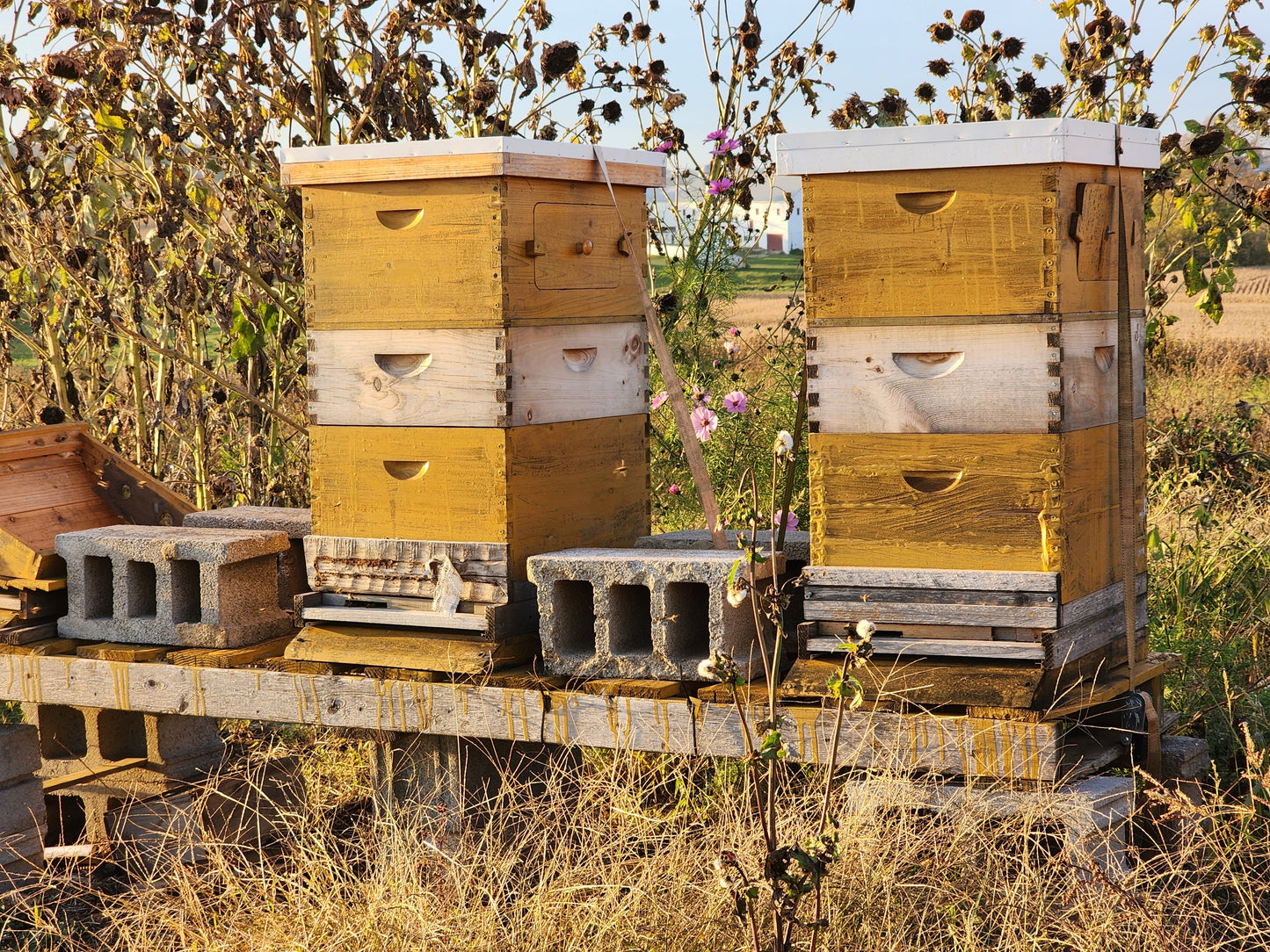 Raw Unfiltered Amish Honey 24oz